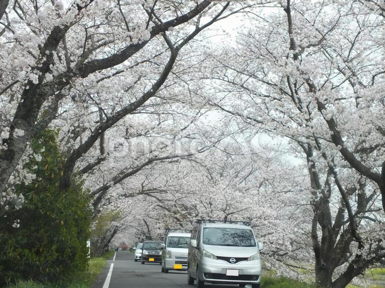 桜のトンネル　花見客の車が通る 桜,桜並木,満開の写真素材