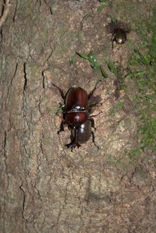 カブトムシ カブトムシの写真