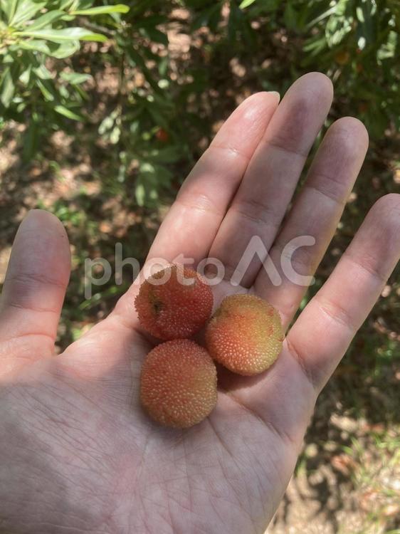 大粒のヤマモモの実 ヤマモモ,初夏,果実の写真素材