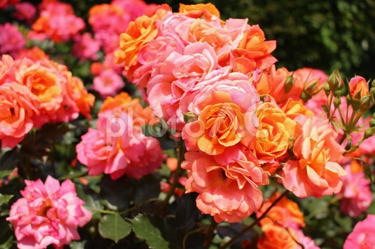オレンジ　ピンク　グラデーションの薔薇 薔薇,オレンジ,ピンクの写真素材