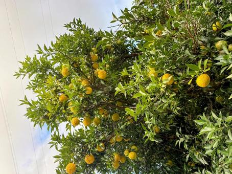 ゆずの木と黄色い実 自然,木,ゆずの写真素材