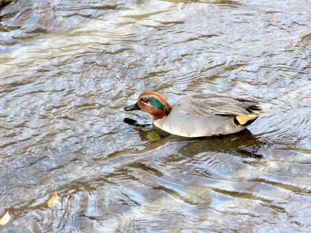川の中洲で採餌するオスのコガモ コガモ,鳥,野鳥の写真素材