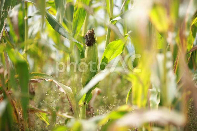 新鮮なトウモロコシ イネ科,トウモロコシ,新鮮の写真素材
