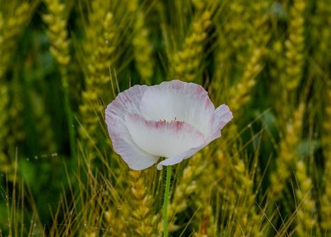 こうのす花まつり2025年 こうのす花まつり2025年の写真