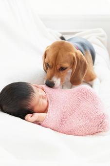 新生児とペットのビーグル犬 新生児とペットのビーグル犬 赤ちゃん,子供,新生児の写真素材