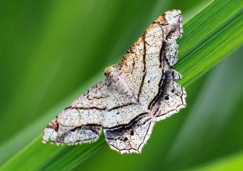 フタテンオエダシャク フタテンオエダシャク,蛾,エダシャクの写真素材