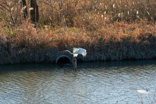 宙を優雅に舞うチュウサギ チュウサギ,シラサギ,鷺の写真素材