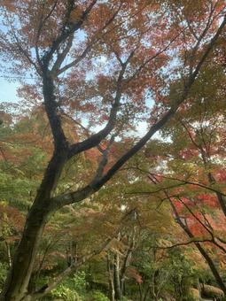 紅葉に彩られた森の小道 紅葉に彩られた森の小道の写真