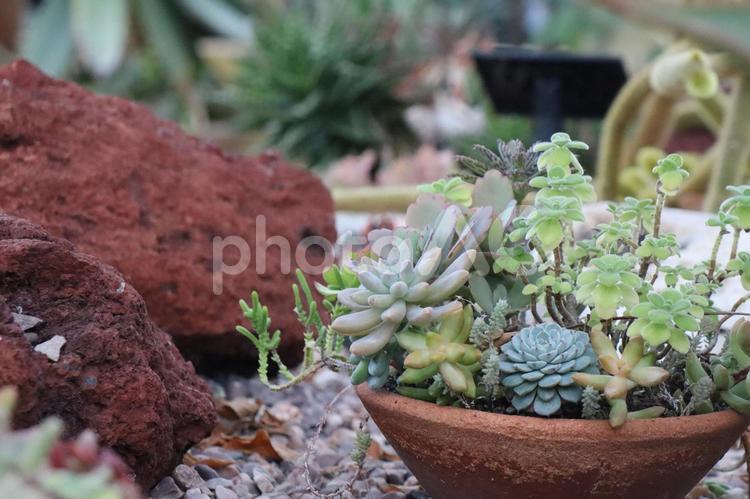 多肉植物の寄せ植えの鉢植え 多肉植物,寄せ植え,鉢植えの写真素材