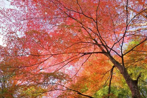 鮮やかな秋の紅葉 紅葉,秋,もみじの写真素材