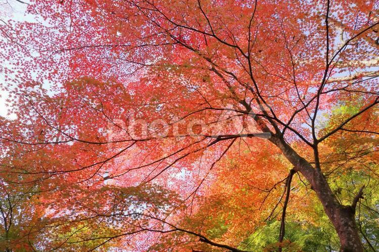 鮮やかな秋の紅葉 紅葉,秋,紅葉狩りの写真素材