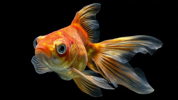 金魚 金魚の写真