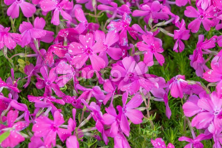 鮮やかなピンク色の芝桜が咲く春の地面 芝桜,ピンク,春の写真素材