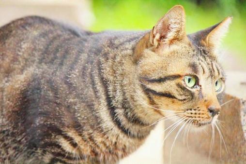 何かを見つめるキジトラの野良猫 何かを見つめるキジトラの野良猫の写真