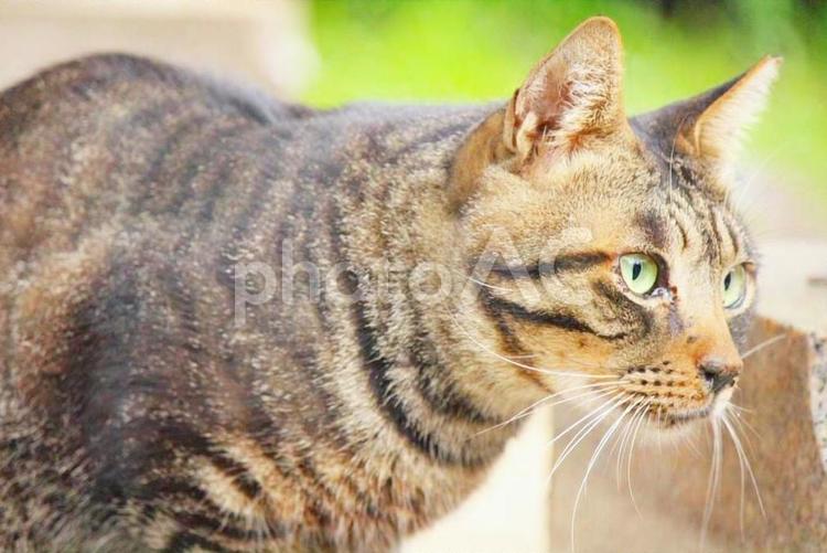何かを見つめるキジトラの野良猫 猫,野良猫,キジトラの写真素材