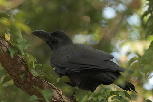 ハシブトガラス カラス,野鳥,枝の写真素材