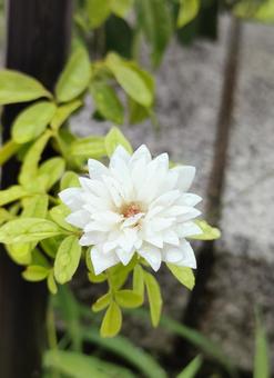 白い花 白い花の写真