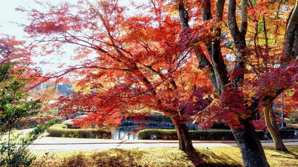 紅葉 紅葉,もみじ,秋の写真素材