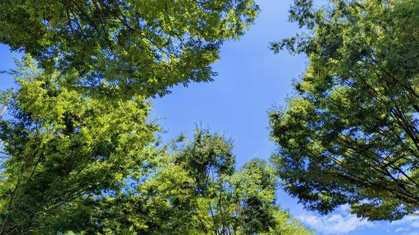 青空と緑の木々-17 青空と緑の木々-17 素材,壁紙,ブルースカイの写真素材