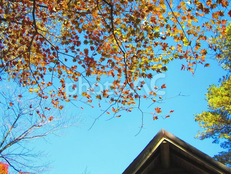 青空に映える紅葉の風景 紅葉,空,秋の写真素材