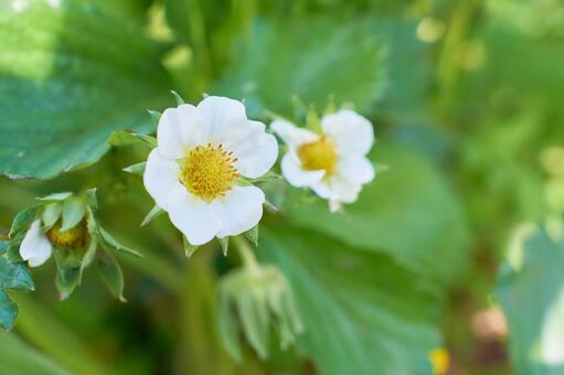 日陰に咲く二輪のイチゴの花 苺,花,イチゴの写真素材