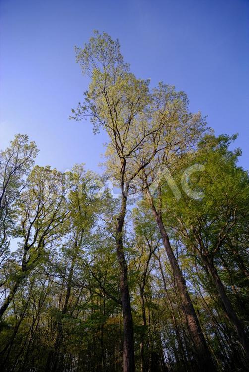 雑木林（新緑） 雑木林,林,武蔵野の写真素材