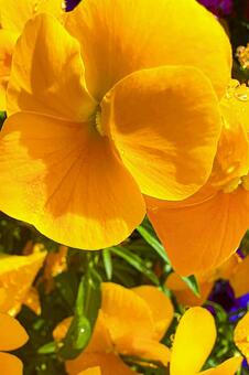 クローズアップの鮮やかな黄色のパンジー パンジー,ビオラ,花の写真素材
