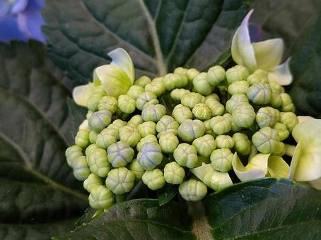 紫陽花のツボミの写真