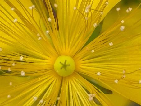 黄色い花 黄色い花の写真