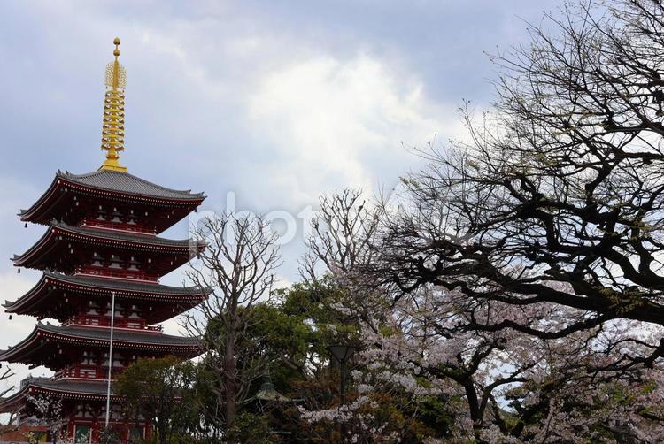 ４月上旬の東京浅草浅草寺の桜の風景 背景,桜,花の写真素材