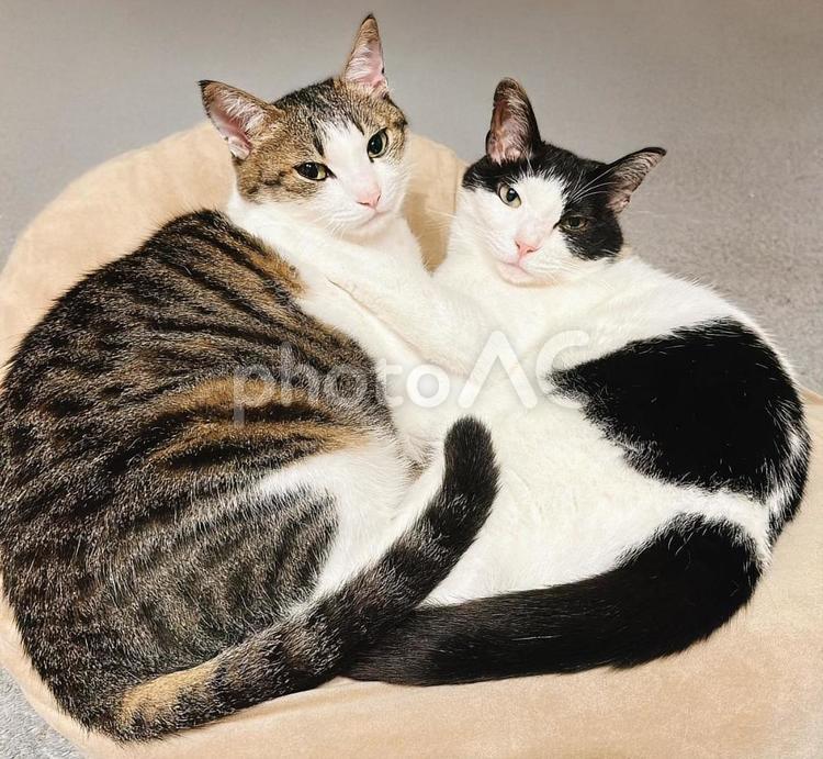 2匹のねこ ネコ,２匹,仲良しの写真素材