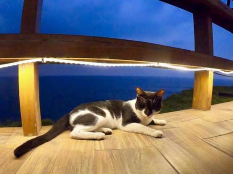 海と猫 海と猫の写真
