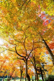 北海道の紅葉 紅葉,福原山荘,見上げるの写真素材
