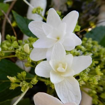 [Flower photo] Hydrangea flower, JPG