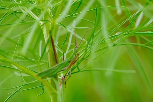 ショウリョウバッタ⑺ 昆虫,バッタ,ショウリョウバッタの写真素材