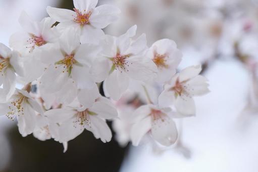 桜 桜の写真