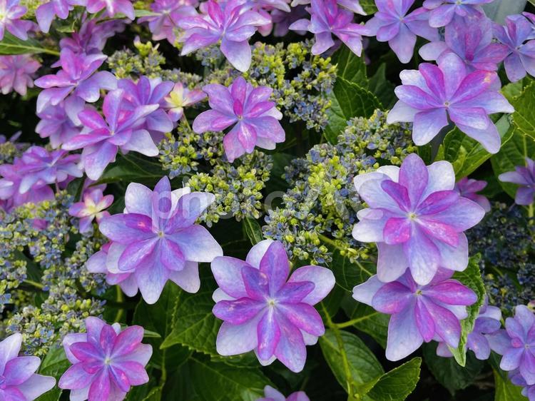 梅雨時期の花(アジサイ) アジサイ,花,6月の写真素材