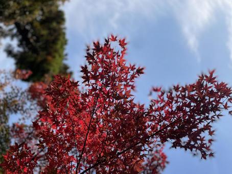 秋晴れと紅葉 紅葉,秋,赤の写真素材