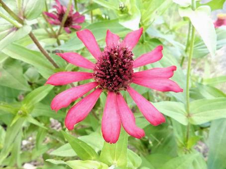 【花の写真】 ヒャクニチソウ(百日草) 【花の写真】 ヒャクニチソウ(百日草) 百日草,ヒャクニチソウ,キク科の写真素材