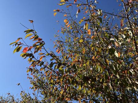 桜の木の紅葉 桜の木の紅葉 紅葉,桜,葉っぱの写真素材