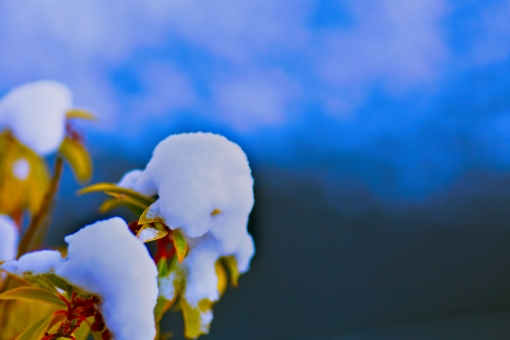 植物の上に積雪する 植物の上に積雪するの写真