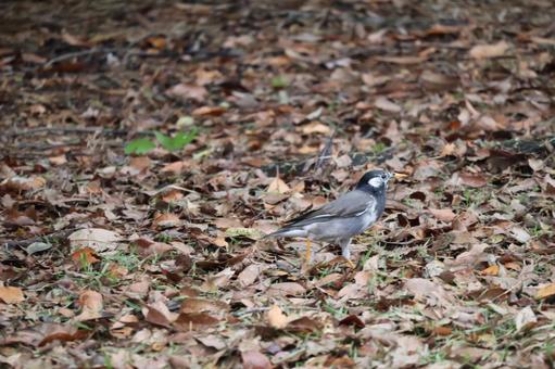 Scenery with starlings on the ground covered with dead leaves, JPG Scenery with starlings on the ground covered with dead leaves, JPG