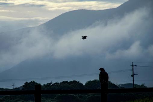 Photo, tonbi, kite, ascending fog, 