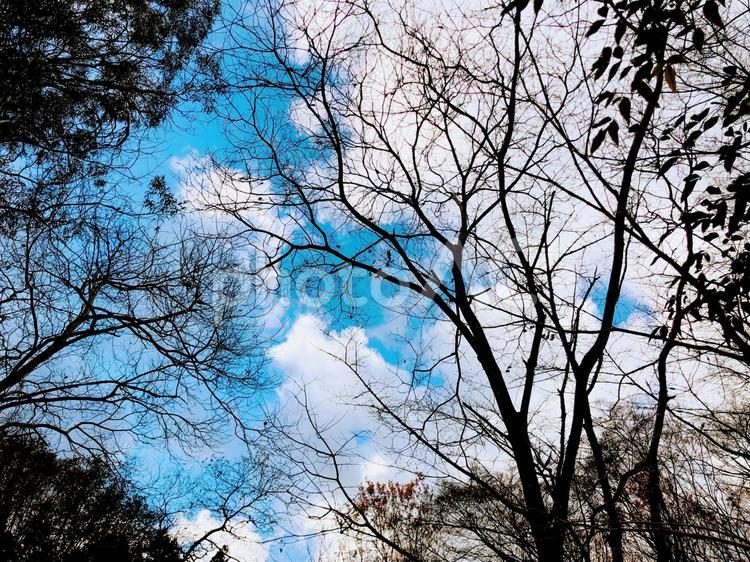 鮮やかなスカイブルーとくっきりとした枝 秋空,風景,景色の写真素材