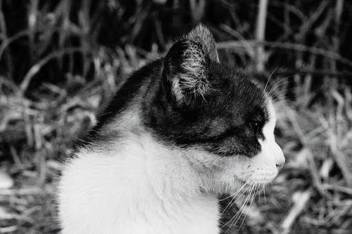 ねこの横顔 ねこ,顔,動物の写真素材