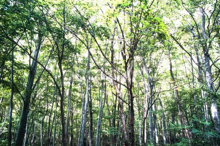 木漏れ日34 春,若葉,植物の写真素材