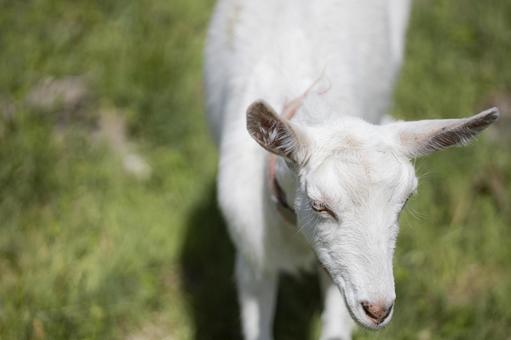 かわいい子ヤギ かわいい子ヤギ 子ヤギ,ヤギ,可愛いの写真素材