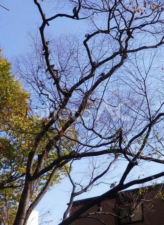 カラスが集まる止まり木 カラス,止まり木,落葉樹の写真素材