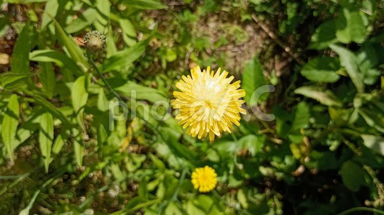 野の花もきれい 花,黄色,植物の写真素材