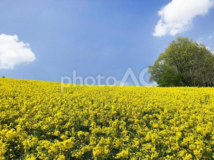 三ノ倉の菜の花畑 菜の花,春,黄色の写真素材
